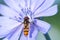 Gingerbread, useful insect sits on a blue flower of chicory flower