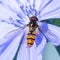 Gingerbread, useful insect sits on a blue flower of chicory flower