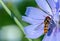 Gingerbread, useful insect sits on a blue flower of chicory flower