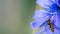Gingerbread, useful insect sits on a blue flower of chicory flower