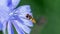 Gingerbread, useful insect sits on a blue flower of chicory flower