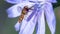 Gingerbread, useful insect sits on a blue flower of chicory flower