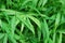 Gingere leaves -Zingiber officinale - Ayurvedic plant for background or wall paper