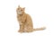 gingerred british male shorthair cat isolated