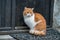 Gingery cat and old flaked door