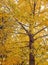 Gingko biloba tree during the fall, just before losing leaves.