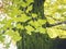 Gingko green Leafs on Tree outdoor Nature Seasonal