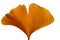 Gingko leaf