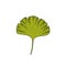 Gingko leaf doodle icon