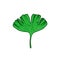 Gingko leaf doodle icon