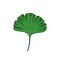 Gingko leaf doodle icon