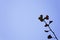 Gingko Tree Branch with Leaves, with blue sky background in San Francisco, California