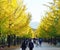 Gingko trees alley in japanese park