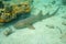 Ginglymostoma cirratum nurse shark underwater