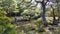 Ginjakuji Garden, Kyoto, Honshu Island, Japan