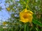 Ginje & x28;Thevetia peruviana& x29; or trumpet flower, beautiful yellow flowers
