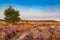 Ginkel heath Ede in bloom