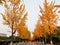 Ginkgo Avenue on campus