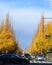 Ginkgo Avenue, Icho Namiki in Tokyo