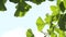 Ginkgo biloba, Asian medicinal tree