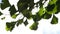 Ginkgo biloba, Asian medicinal tree