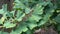 Ginkgo biloba branch with green fan-shaped  leaves close up. Commonly known as the maidenhair tree, ginkgo or gingko.