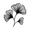Ginkgo biloba branch with leaves hand drawn contour line. Vector Floral art in a Trendy Minimalist Style.