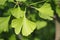 Ginkgo biloba, gigko two-lobed. Green leaves on the tree.