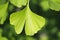 Ginkgo biloba, gigko two-lobed. Green leaves on the tree.