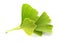 Ginkgo biloba green leaves