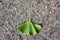Ginkgo biloba green leaves on stone asphalt texture background Autumn Ginkgo leaf. Also maidenhair tree, in the division Ginkgophy