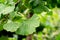 Ginkgo biloba leaf, ginko tree foliage with raindrops close-up