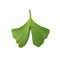 Ginkgo Biloba Leaves