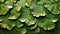 Ginkgo Biloba Leaves Overlapping on Vibrant Green Background