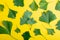 Ginkgo biloba leaves pattern on yellow background. Traditional, herbal medicine and Homeopathy concept