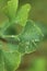 Ginkgo biloba leaves with water drops close up on blurred green background.Ginkgo biloba branch.Useful plants.