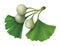 Ginkgo biloba (Maidenhair Tree) illustration