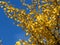 Ginkgo biloba tree branches against bright vivid blue sky.