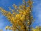 Ginkgo biloba tree branches against bright vivid blue sky. Golden yellow tree leaves light clouds background.