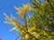 Ginkgo biloba tree branches against bright vivid blue sky. Green and golden yellow tree leaves on blue sky background.