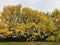 Ginkgo biloba tree. Full scene.