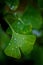 Ginkgo biloba tree leaves with a drop of a water. Detail of green leaves with drops. Green background. Natural medicine.