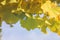 Ginkgo bilova foliage close up, autumnal colours