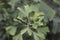 Ginkgo Fastigiata leaves