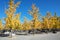 Ginkgo forest in the autumn