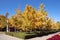 Ginkgo forest in autumn in Beijing