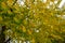 Ginkgo or gingko biloba leaves turning yellow from green in Os