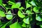 Ginkgo Ginkgo biloba or maidenhair tree bright green spring leaves close up detail, organic texture