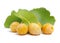 Ginkgo, green leaves, orange and light brown fruit. Medicinal plant, garden