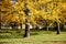 Ginkgo Grove Virginia Arboretum